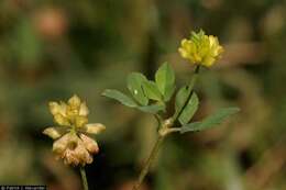 Image of field clover