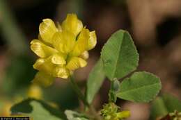 Image of field clover