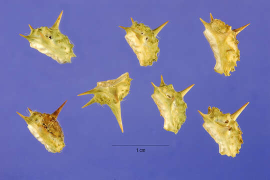 Image de Tribulus cistoides L.