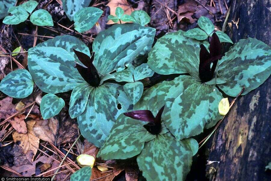 Trillium decumbens Harb. resmi