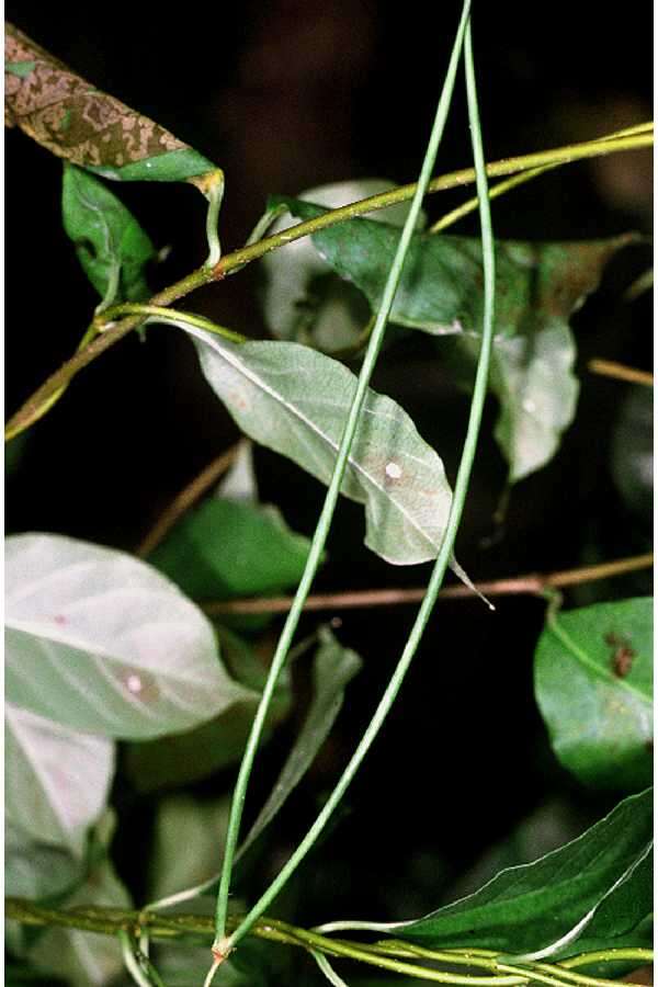 Image of Climbing-Dogbane