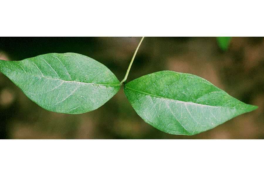 Image of Climbing-Dogbane