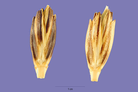 Plancia ëd Triticum turgidum L.