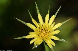 Image of yellow salsify
