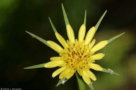 Слика од Tragopogon dubius Scop.