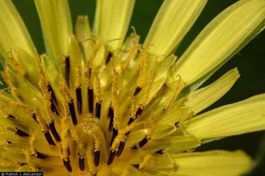 Слика од Tragopogon dubius Scop.