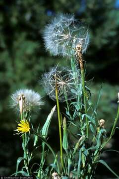 Image of yellow salsify