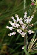 Image of longleaf milkweed