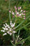 Image of longleaf milkweed