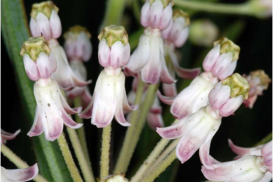 Image of longleaf milkweed