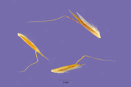 Image of golden oat grass