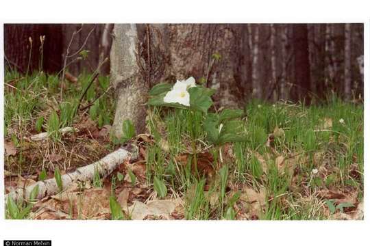 Image of White trillium