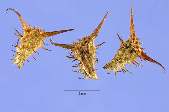 Image de Acanthospermum hispidum DC.