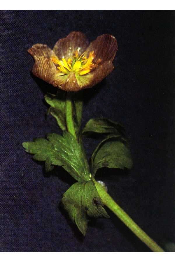 Image de Trollius laxus Salisb.