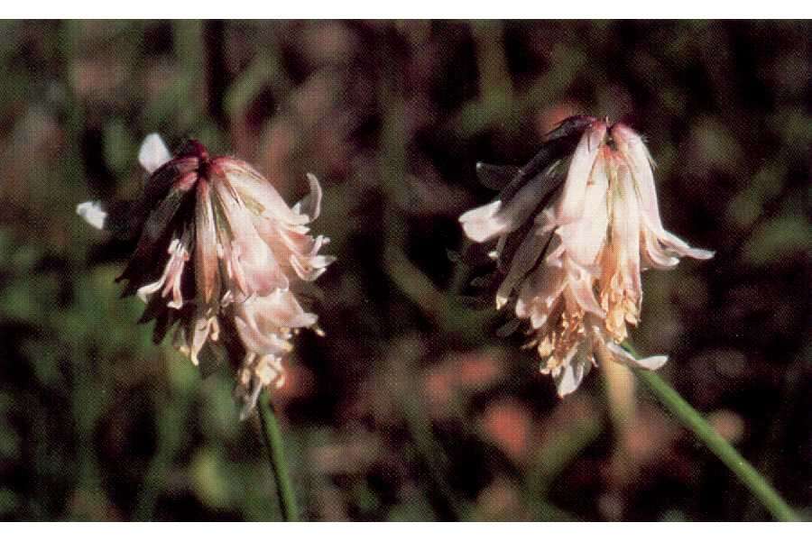 Image de Trifolium longipes Torr. & A. Gray