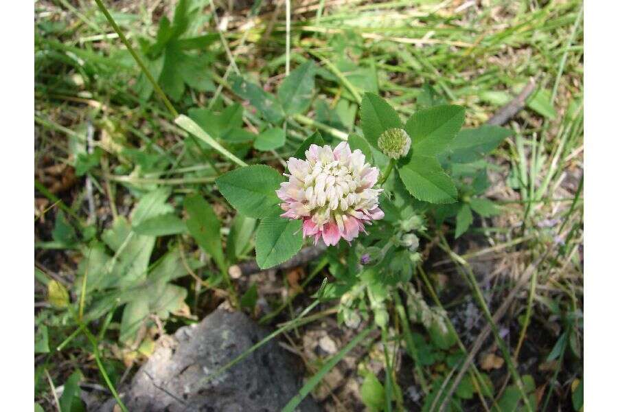 Image of longstalk clover