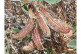 Imagem de Astragalus malacus A. Gray