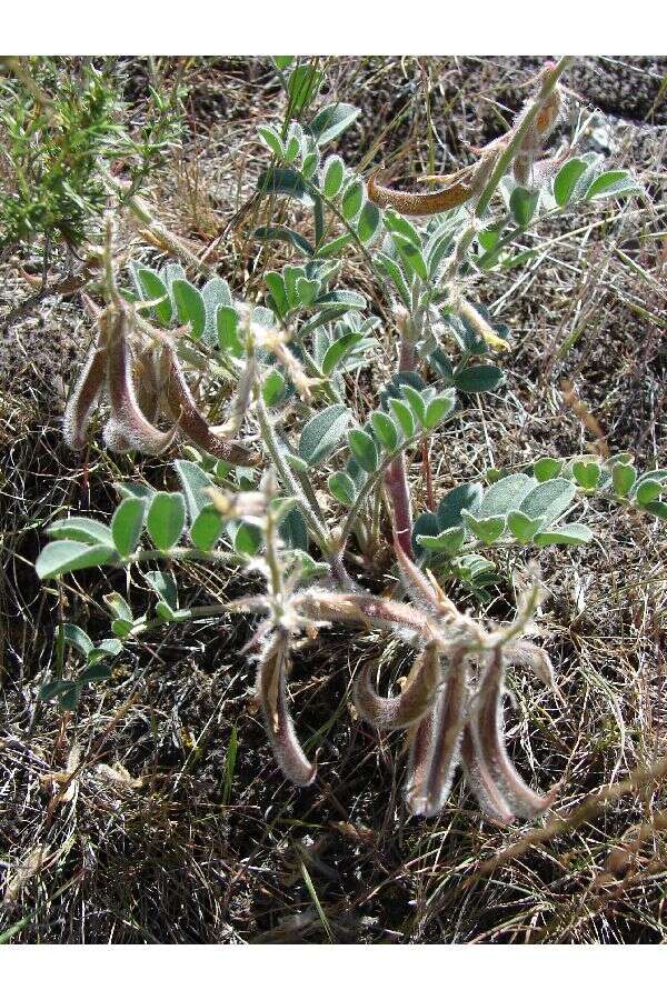 Imagem de Astragalus malacus A. Gray