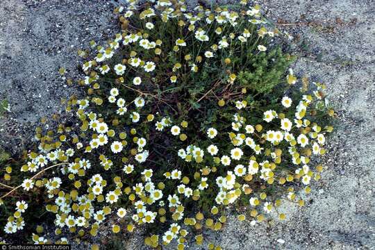 Image of false mayweed