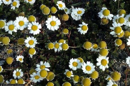 صورة Tripleurospermum maritimum subsp. maritimum