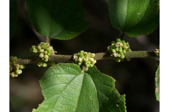 Image of Florida trema