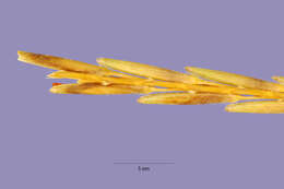 Plancia ëd Trachypogon spicatus (L. fil.) Kuntze