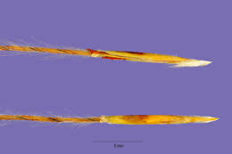 Image de Trachypogon spicatus (L. fil.) Kuntze