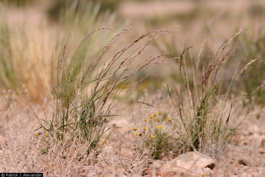 Image of Awnless Fluff Grass