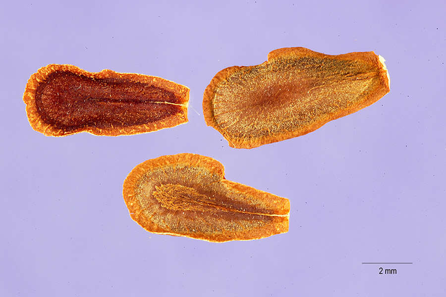 Image of Mexican whorled milkweed