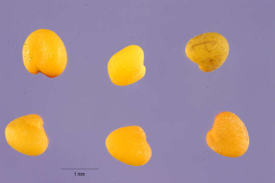 Image of peanut clover