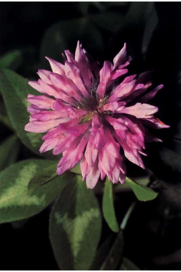 Image of Red Clover