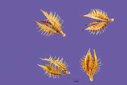 Image of stalked bur grass