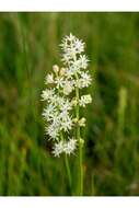 Image of coastal false asphodel