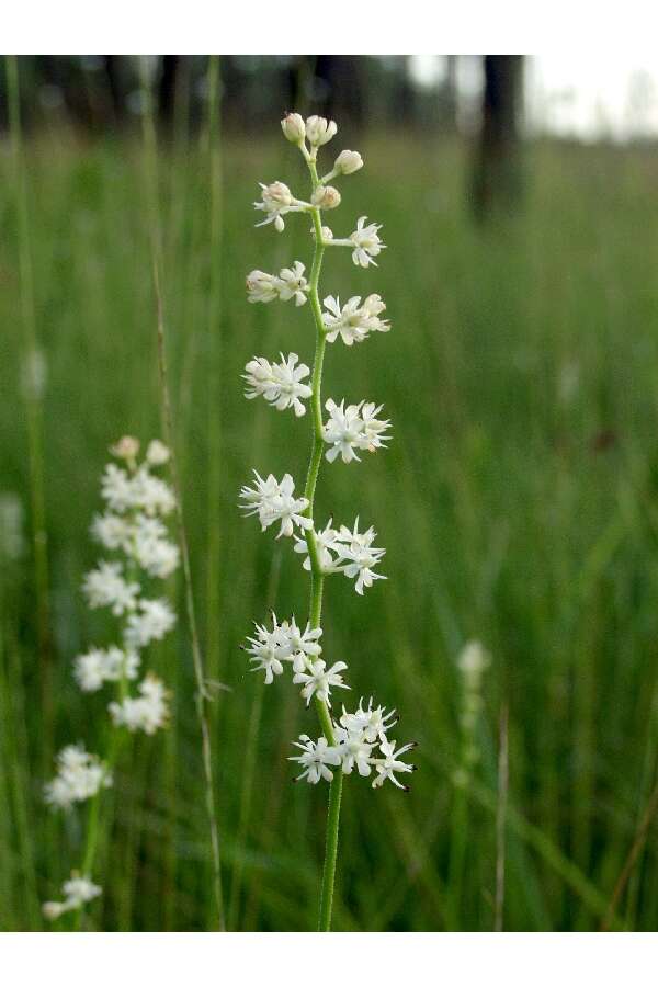 Image of coastal false asphodel