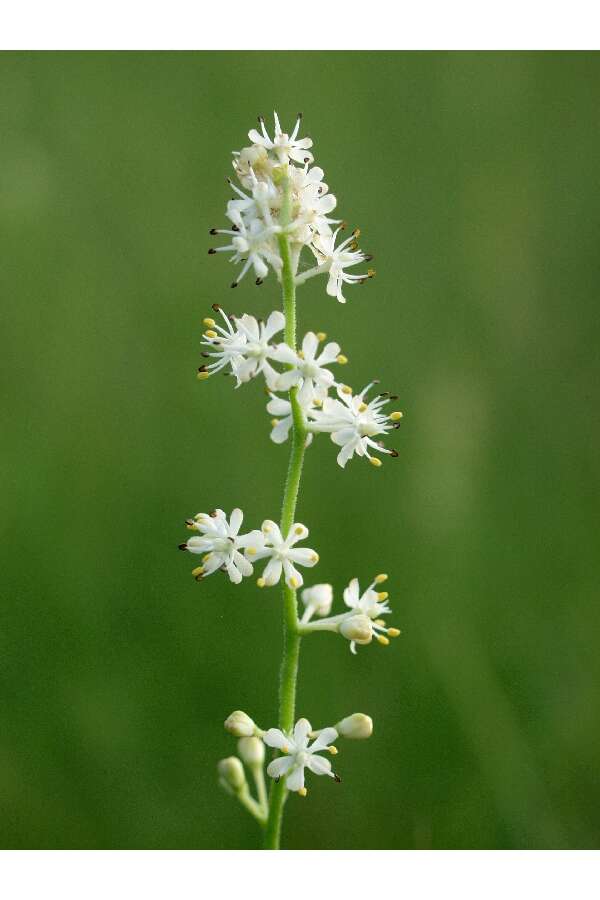 Image of coastal false asphodel