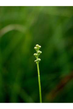 Image of coastal false asphodel