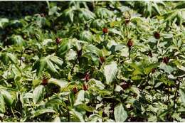 Trillium recurvatum L. C. Beck resmi