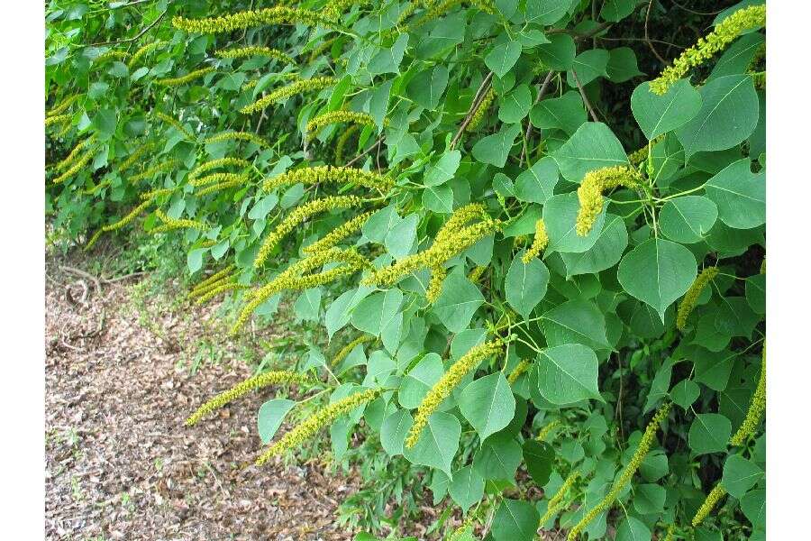 Image of Chinese tallow