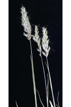 Imagem de Trisetum spicatum (L.) K. Richt.