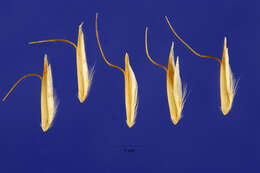 Image of Narrow False Oat