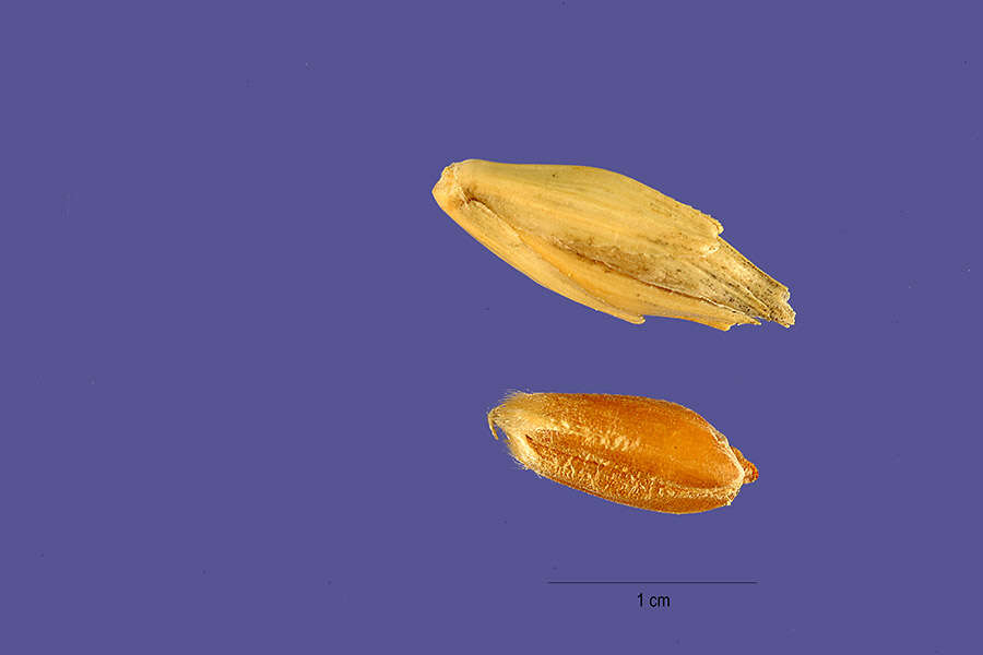 Image of spelt