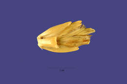 Слика од Triticum aestivum subsp. spelta (L.) Thell.