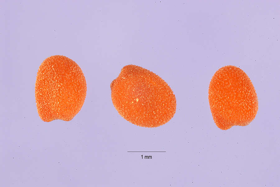Image of Mediterranean clover