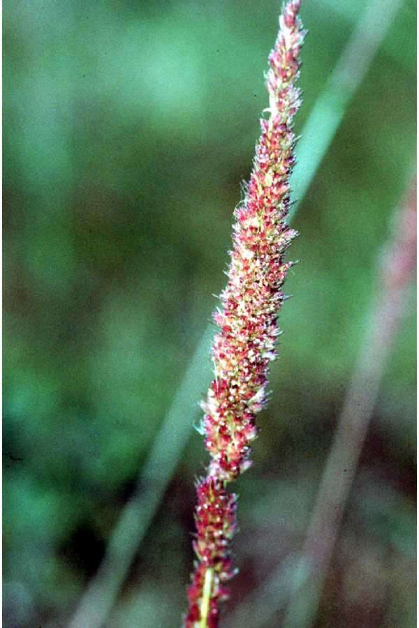 Image of Long-Spike Fluff Grass