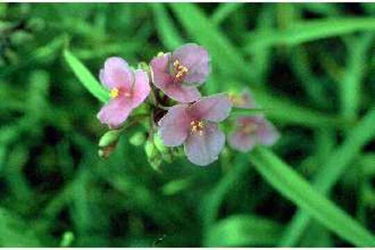 Image of stemless spiderwort