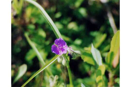 Image of Virginia spiderwort