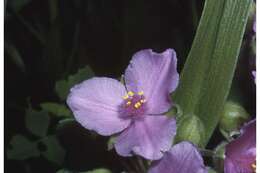 Image of Virginia spiderwort