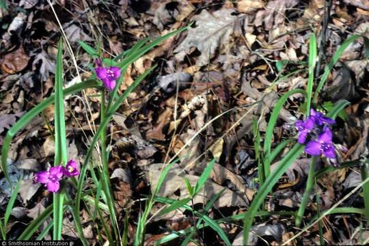 Image of Virginia spiderwort