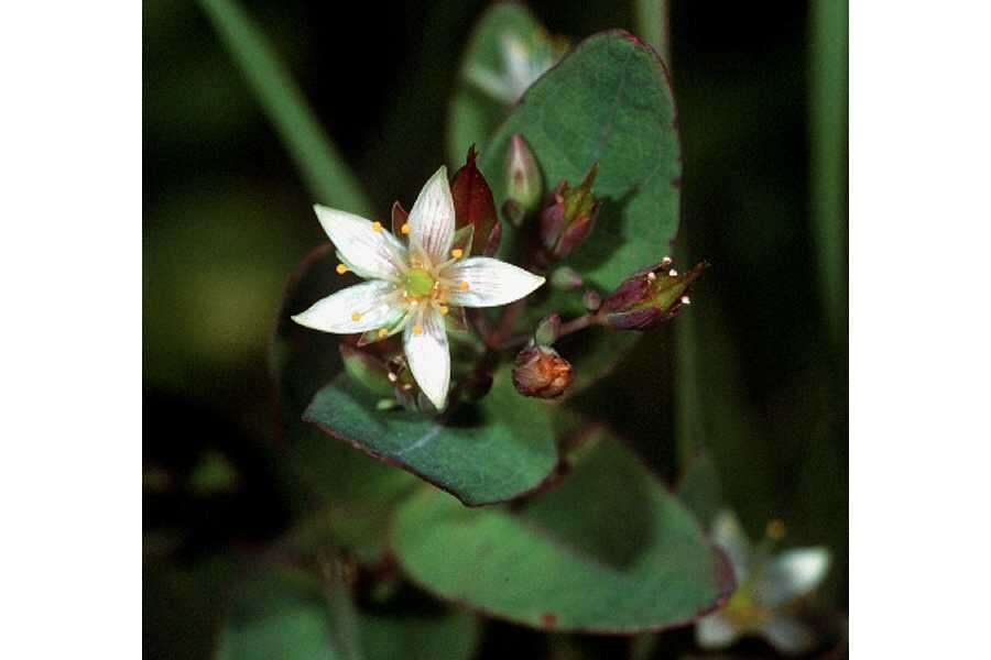 Image de Triadenum virginicum (L.) Raf.