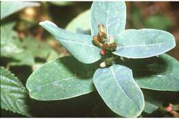 Image of Greater St. John's-Wort